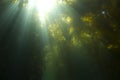 Sunlight underwater kelp forest,catalina island