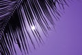 Sunlight in violet sky behind black palm leaf curtain Royalty Free Stock Photo