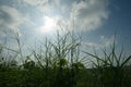 Sunlight and white cloud sky with green grass Royalty Free Stock Photo