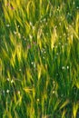 Sunlight on wildflowers amongst Wall barley. (Hordeum murinum)