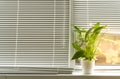 Sunlight on a window with blinds and a flower on the windowsill Royalty Free Stock Photo