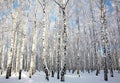 Sunlight winter birch wood