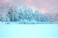 Sunlight in the winter forest. Panoramic view. Panorama winter fairy tale