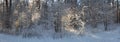 Sunlight in the winter forest. Panoramic view. Panorama winter fairy tale