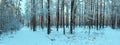 Sunlight in the winter forest. Panoramic view. Panorama winter fairy tale