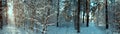 Sunlight in the winter forest. Panoramic view. Panorama winter fairy tale