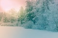 Sunlight in the winter forest. Panoramic view. Panorama winter fairy tale