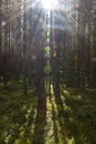 Sunlight in the woods of the Setesdal Royalty Free Stock Photo
