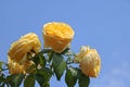 SUNLIGHT ON YELLOW ROSES ON A BUSH AGAINST A BLUE SKY Royalty Free Stock Photo