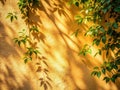 SunlightDappled Beige Wall Intricate Leaf Shadows Create a Stunning Natural Texture Background for Design Projects Royalty Free Stock Photo