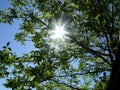 Sunlights in tree Royalty Free Stock Photo