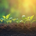 Sunlit agriculture plant seedlings Growing in germination sequence on fertile soil Royalty Free Stock Photo