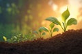 Sunlit agriculture plant seedlings Growing in germination sequence on fertile soil Royalty Free Stock Photo