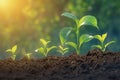 Sunlit agriculture plant seedlings Growing in germination sequence on fertile soil Royalty Free Stock Photo