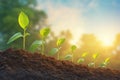 Sunlit agriculture plant seedlings Growing in germination sequence on fertile soil Royalty Free Stock Photo