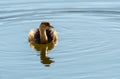 Sunlit Australasian grebe (Tachybaptus novaehollandiae