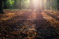 Sunlit autumn leafes