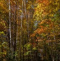 Sunlit autumn leaves in Algonquin Park Royalty Free Stock Photo