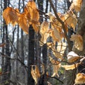 Sunlit Autumn Leaves.