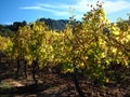 Sunlit Autumn Vines