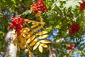 Sunlit autumn yellow leaves and red berries of rowan. Royalty Free Stock Photo