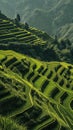 Sunlit Bali rice terraces, lush green patterns, serene landscape, agriculture in Indonesia