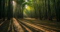 Sunlit Bamboo Forest Pathway Royalty Free Stock Photo