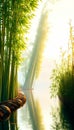 Sunlit bamboo stalks reflected in gentle water with hazy background Royalty Free Stock Photo