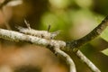 Sunlit Banded Tussock Moth Caterpillar Crawling