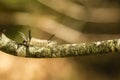 Sunlit Banded Tussock Moth Caterpillar on Lichen Branch