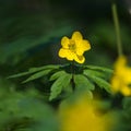 Sunlit beautiful blossom yellow windflower Royalty Free Stock Photo