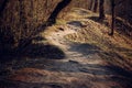 Sunlit beautiful winding path in nature Royalty Free Stock Photo