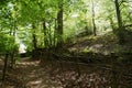 Sunlit beech forest with passage way in front Royalty Free Stock Photo
