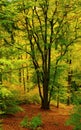 Sunlit beech forest Royalty Free Stock Photo