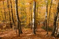 Sunlit Beech Tree Forest in the Fall Royalty Free Stock Photo