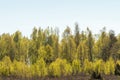Sunlit birch grove in leafing season Royalty Free Stock Photo