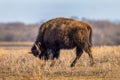 Single farmed bison grazing in a pasture with a sideways look photographed near Saskatoonn, Saskatchewan
