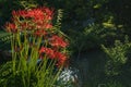 Sunlit blooming red spider lily in japanese zen garden in front of pond in Kyoto, Japan Royalty Free Stock Photo