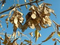 Sunlit boxelder maple seeds against the azure sky