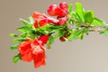 Sunlit branch with spring red pomegranate blossom