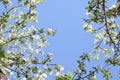 Sunlit branches of a blossoming apple tree in an old garden against a clear blue sky.