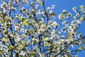 Sunlit branches of a blossoming apple tree in an old garden against a clear blue sky.