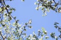 Sunlit branches of a blossoming apple tree in an old garden against a clear blue sky.