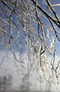 Sunlit branches with freezing rain on the background of snow and blue sky