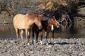 Sunlit bright dun and bay wild horses on the gravel banks of the Salt River near Mesa Arizona USA