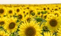 Sunlit bright field of sunflower in backlighting