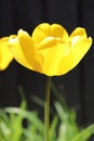 Sunlit Bright Yellow Colour Tulip