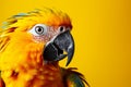 Sunlit brilliance vividly colored parrot on yellow background, profile view