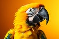 Sunlit brilliance vividly colored parrot on yellow background, profile view