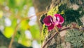 Sunlit Burgundy Colored Orchid